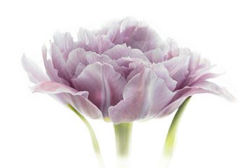 Tulpe Violett aus der Tulpen-Serie Suur von Marja Suur
