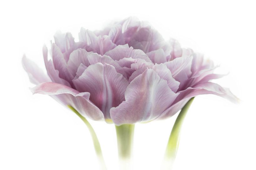 Tulp Paars uit Tulpenserie Suur van Marja Suur