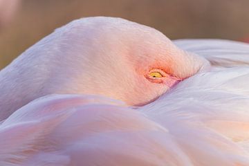 Caught in pink tranquillity - Greater Flamingo by Triki Photography