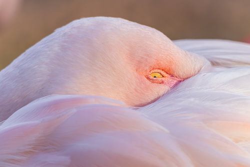 Betrapt in roze rust - Grote Flamingo
