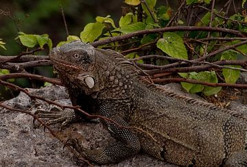Iguanas Curacao