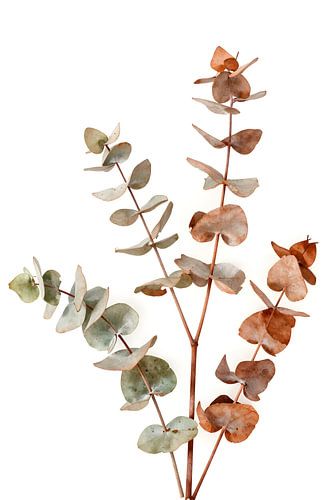 eucalyptus twigs
