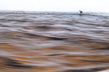 Vogel met wild water van Stijn Smits