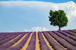 Lavender blossoming in the Provence during a summer day