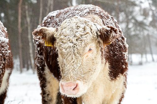 Winter in the Netherlands. Rijssen and environs.