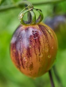 Orange-Schokolade gestreifte Tomate