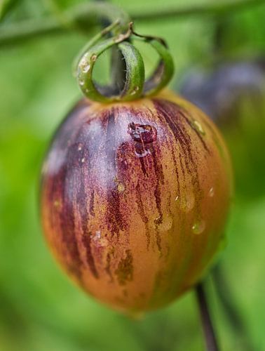 Tomate rayée orange-chocolat