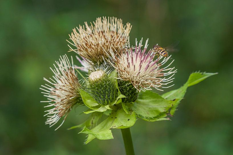 Insekt bei der Arbeit an der Distel von Mart Houtman