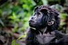 Junger Berggorilla, wildlife in Uganda von W. Woyke Miniaturansicht