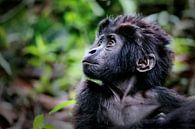 Jeune gorille de montagne, faune sauvage en Ouganda par W. Woyke Aperçu