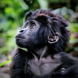 Young mountain gorilla, wildlife in Uganda by W. Woyke