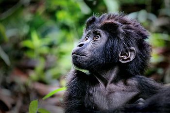 Jonge berggorilla, wilde dieren in Oeganda