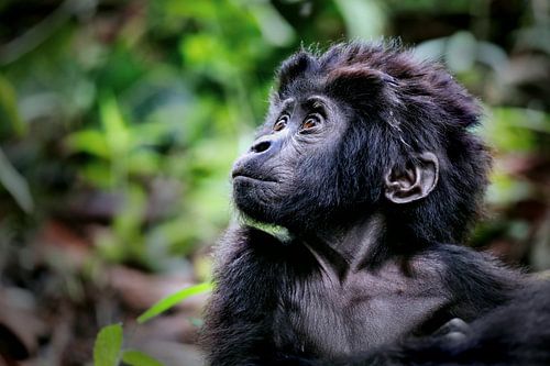 Jonge berggorilla, wilde dieren in Oeganda