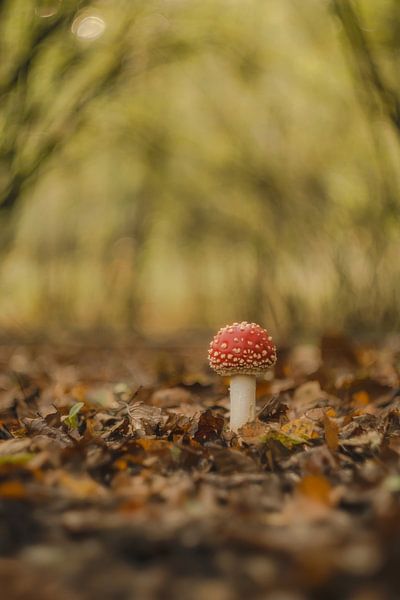 Young fly agaric - mushroom red with white dots by Moetwil en van Dijk - Fotografie