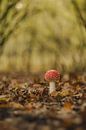 Young fly agaric - mushroom red with white dots by Moetwil en van Dijk - Fotografie thumbnail