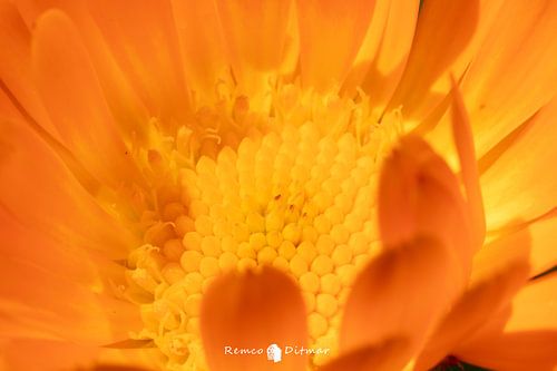 Abstract Splendour: The Enchanting Middle of an Orange Flower