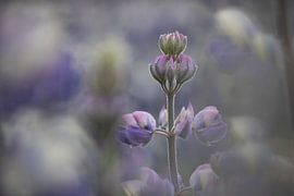 Lupins by Willemke de Bruin