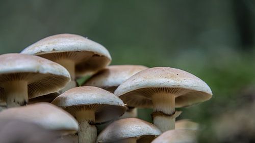 Paddestoelen in het bos