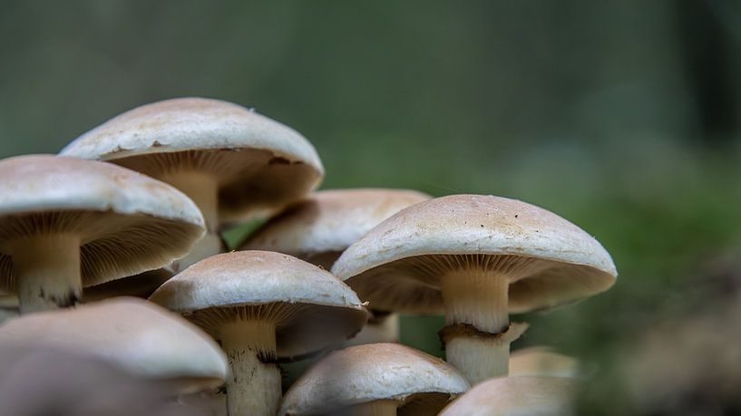 Pilze im Wald von Ankie Kooi