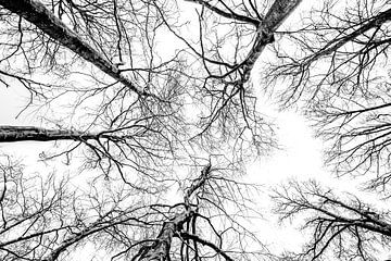 bomen in de lucht van nilix fotografie