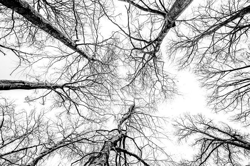airborne trees by nilix fotografie