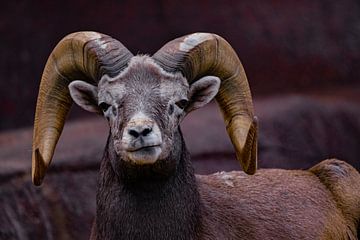 bighorn sheep - mouflon by bryan van willigen