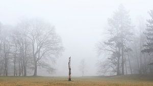 Stamm einer Birke im Nebel