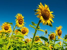 Sonnenblumen in der Camargue von Erik Bergmans
