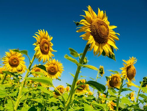 Sunflowers in the Camargue