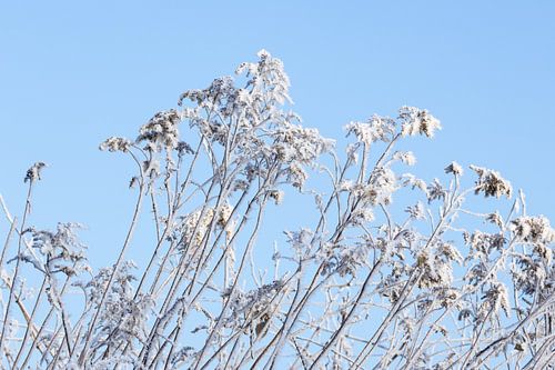 Planten met ijskristallen