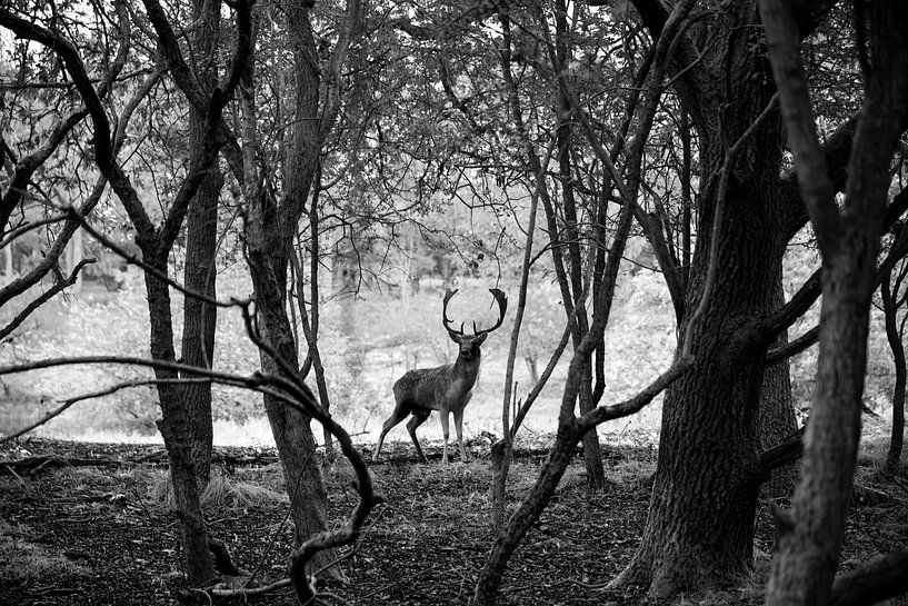 Oh Deer by Greetje Heemskerk