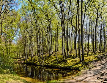 Forêt de hêtres sur la haute rive près de Lietzow