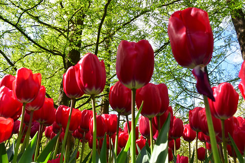 Blühende Tulpen unter den Bäumen von Claude Laprise
