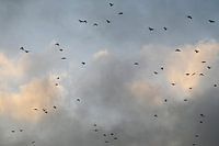 Birds in evening light