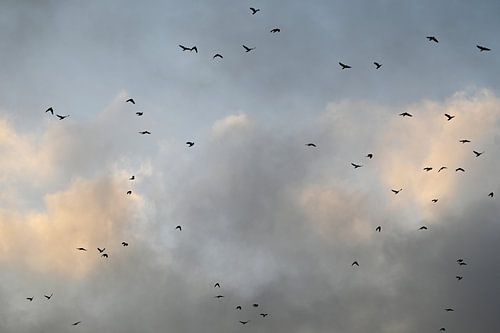 Vogels in avondlicht