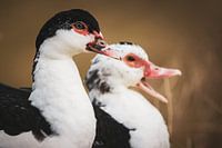 Muscovy Ducks