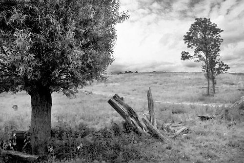 Nature in Black and White