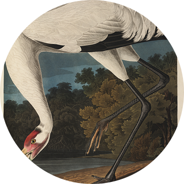 Trompetkraanvogel - Teylers Edition -  Birds of America, John James Audubon van Teylers Museum