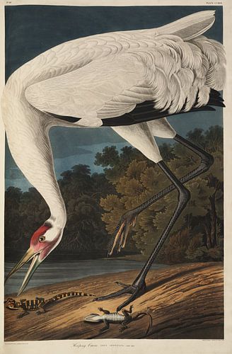 Trompetkraanvogel - Teylers Edition -  Birds of America, John James Audubon