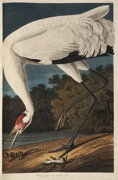 Trumpeter Crane - Teylers Edition - Birds of America, John James Audubon by Teylers Museum