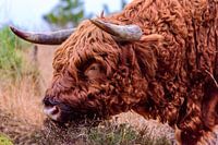 Schotse hooglander