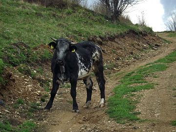 Koe op de weg van Wilma Rigo