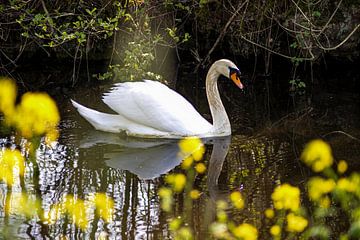 Swan in the ditch by Eric de Jong