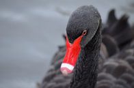 Mooie zwarte zwaan met wat druppeltjes in zijn veren van Joyce Derksen thumbnail