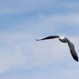 Meeuw Texel van Lotte Klumper