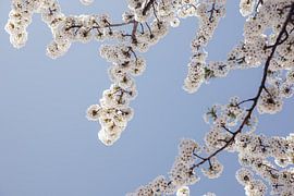Blossom in the Netherlands by Shirley Visser