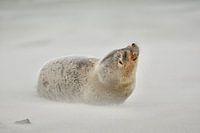 Zeehond op strand Ameland