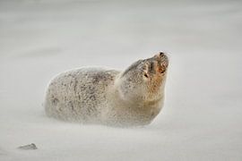Seal on beach Ameland by Roy Zonnenberg