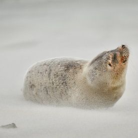 Robbe am Strand von Ameland von Roy Zonnenberg