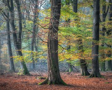 Beuk in bos bij Elspeet tijdens de Herfst van Dennis Mulder
